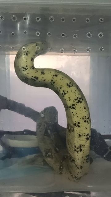 Буринг занимается физкультурой! 10 декабря 2025 г. смотреть онлайн