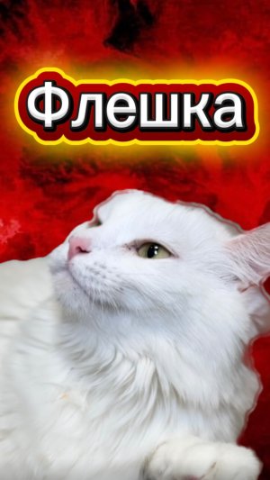 Что там находится? 🙀 #кот #кошка #котики #животные #ужасы #страшно