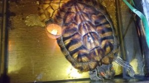 Анекдоты от умной колонки Маруси 🤣  Красноухие черепахи 🐢🐢🐢 12-12-2025