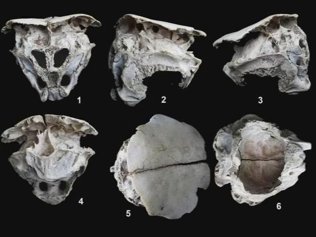 Андрей Скляров: Информационное сообщение о болгарских черепах
