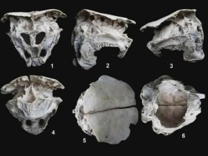 Андрей Скляров: Информационное сообщение о болгарских черепах