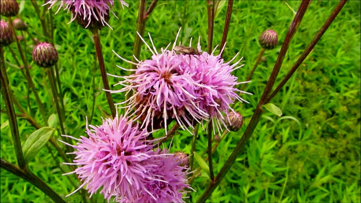 Опять травы... смотреть онлайн
