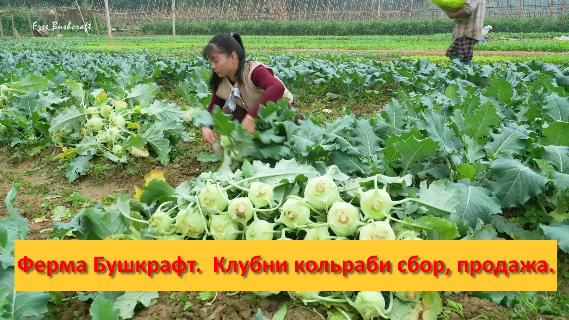 Ферма Бушкрафт в Пханге. Вьетнам. Клубни кольраби сбор и продажа. смотреть онлайн