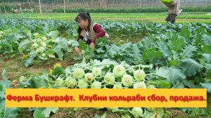Ферма Бушкрафт в Пханге. Вьетнам.  Клубни кольраби сбор и продажа.