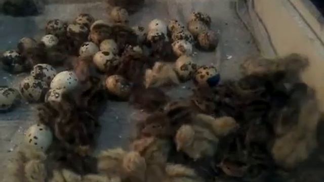 Перепелята