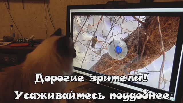 Видео для кота Кузи и Ваших котиков и кошечек смотреть онлайн