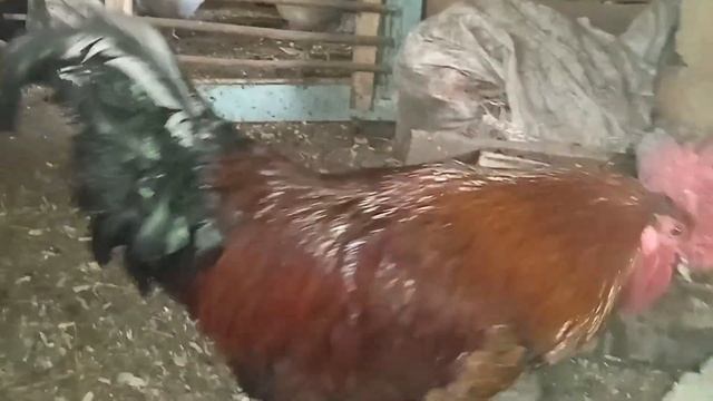 Драма в сарае или Акелла промахнулся.