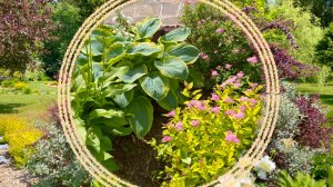 Возможные ошибки при совместной посадке кустарников и многолетних растений.