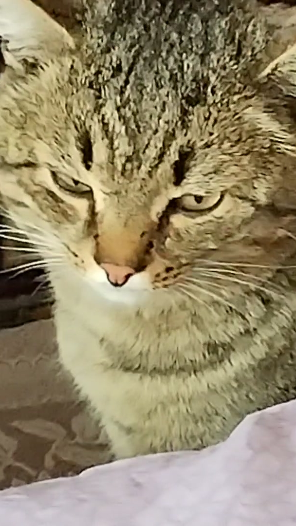 Пятница, ну какая работа!? Завтра, уже суббота!😻😁 12-12-2025 смотреть онлайн