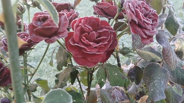 Иней на гортензиях в октябре смотреть онлайн