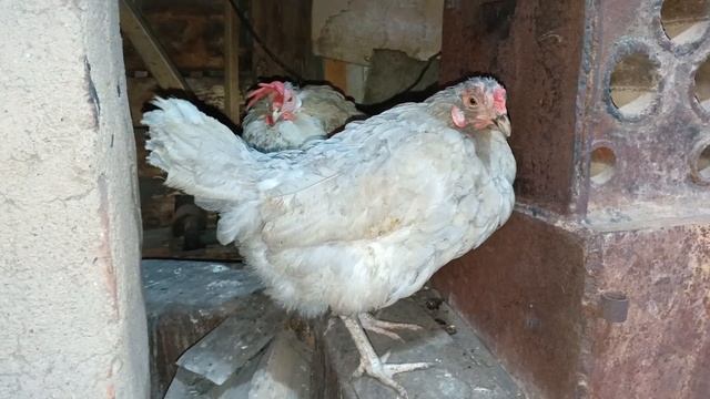 Взаимодействие линьки и болезней.