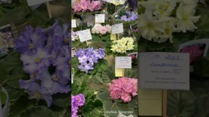 ЦВЕТУЩЕЕ ФИАЛКИ | Сортовые фиалки | Выставка цветов Краснодар ТРК Галактика