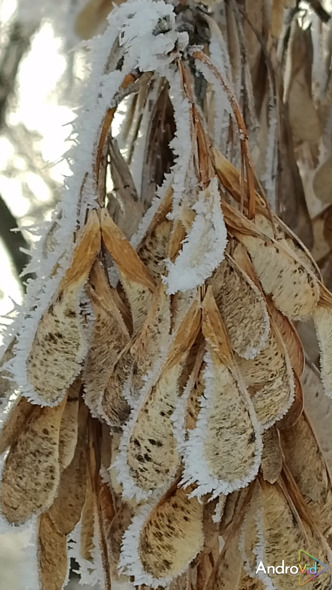 Мой город. Времена года. 12-12-2025 смотреть онлайн