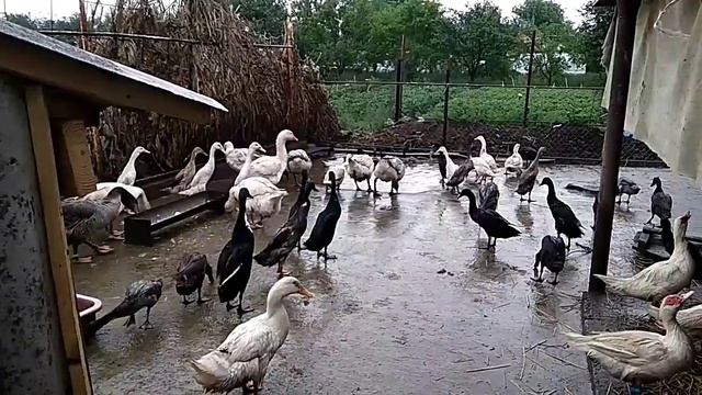 Загон с бассейном для уток и гусей.