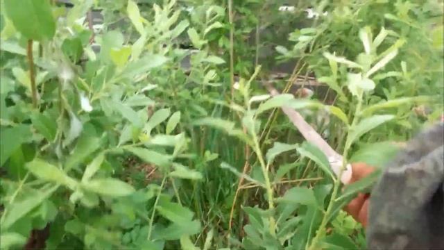 Купил несушек после фабрики, часть 2.