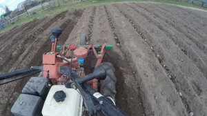 посадка картошки  2023