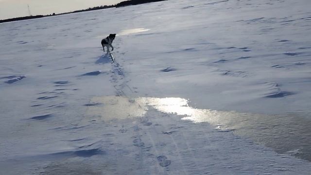 Кобель-рыбак. Помошник хозяина смотреть онлайн