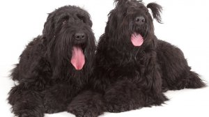 Русский чёрный терьер или щенки растут 😉👋