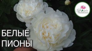 БЕЛЫЕ ПИОНЫ