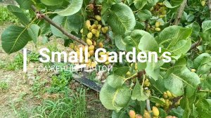 Фисташка Акбари семена для самостоятельного проращивания от Маленькие сады