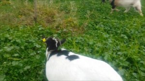 Камерунские козы на прогулке с козлом