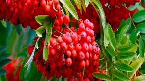 Ноябрь погода меняется// Пора розы готовить к зиме // мой способ укрытия роз