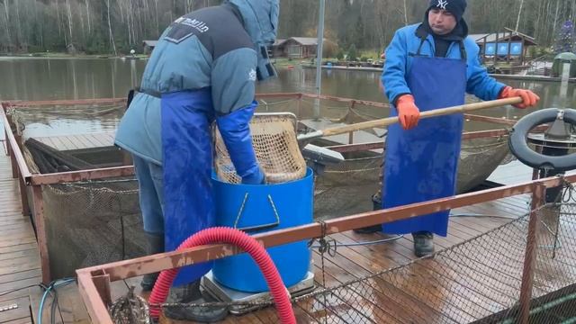 Запуск форели смотреть онлайн