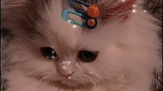 кОтки на Аву.!.! смотреть онлайн