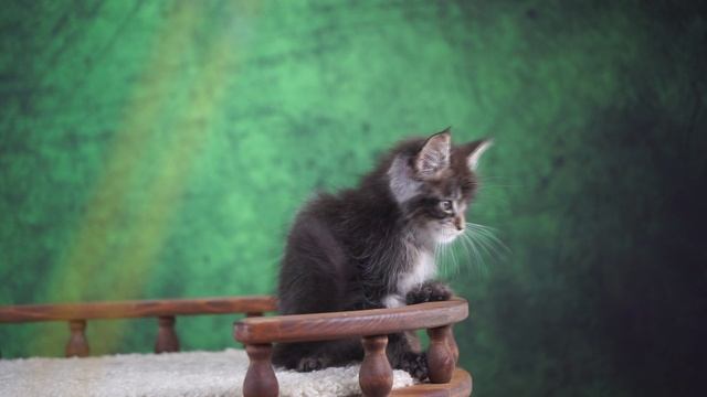 Prince 2,5 месяца смотреть онлайн