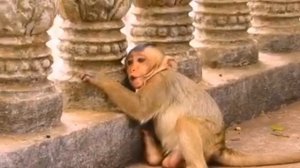 Соло Piggy. Зрители уже собираются...   1000042509.mp4