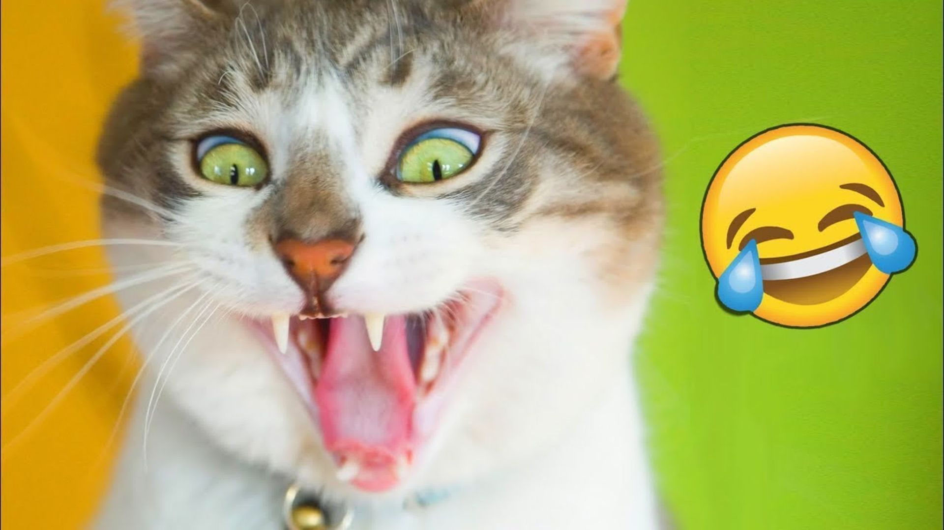 СМЕШНО ДО СЛЕЗ 😹😍 СМЕШНЫЕ КОТЫ, ЛУЧШИЕ ПРИКОЛЫ С КОТАМИ, СОБАКАМИ КОШКИ,СОБАКИ , ЖИВОТНЫЕ 🥰 смотреть онлайн