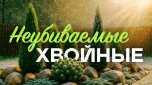 Эти Хвойные Выглядят Роскошно, А Стоят Копейки! Я Не Поверила Своим Глазам, Когда...