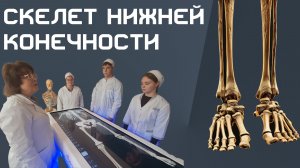 Кости нижних конечностей - Анатомия Лекция