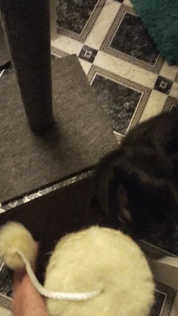 Зарисовка из жизни Пусика