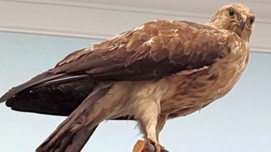 Птицы в музее Новочеркасска смотреть онлайн