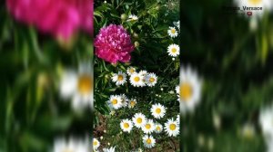 Ромашки красивые цветы вспомним лето #цветы