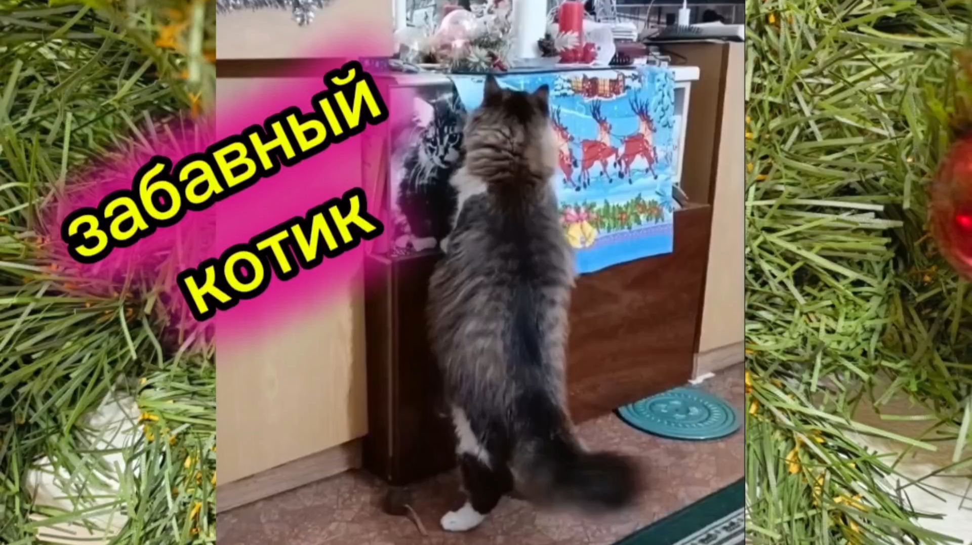 Забавный котик. смотреть онлайн