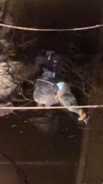 ‼️Тело известного музыканта Альберта Комарова обнаружили возле дома на проспекте Андропова‼️ смотреть онлайн