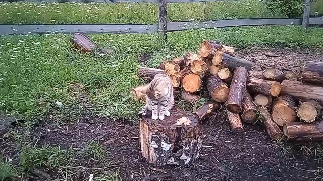 Васю выгнали со свадьбы))