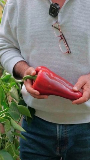 Ооочень крупный и толстостенный перец! РАЗМЕР XXL F1