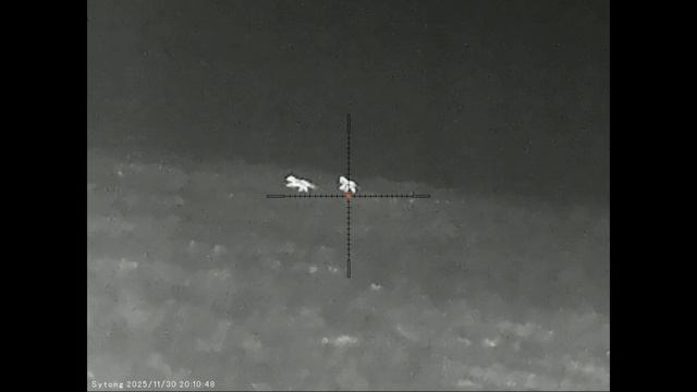 Еще один неплохой вечер охоты на шакала в Волгоградских степях, насыщенный наглыми шакалами. смотреть онлайн