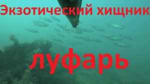 Экзотический хищник. Луфарь. #Подводная охота на Черном море.