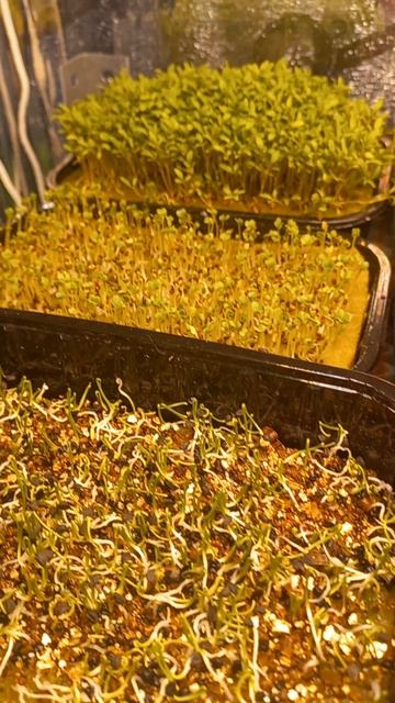 Посмотрим, что в этот раз выросло на нашей грядке смотреть онлайн