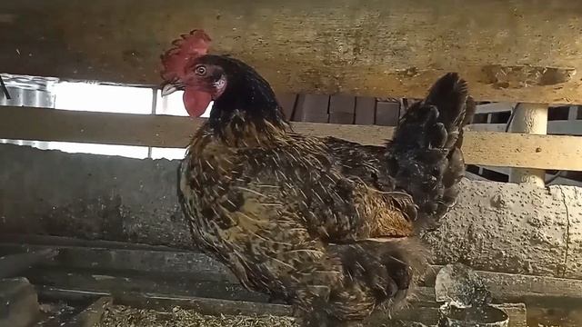 Колибактериоз? Возможно.