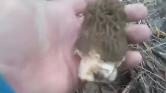 Ещё раз сморчки)))