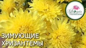 ЗИМУЮЩИЕ ХРИЗАНТЕМЫ