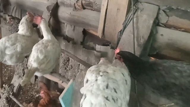 Синусит у Хайсекс Уайт.