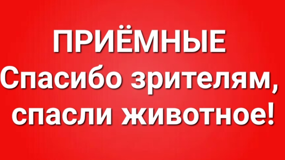 Приёмные/В последних сериях. смотреть онлайн
