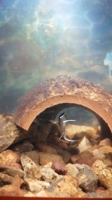 #принцессабурунди родители 🥰