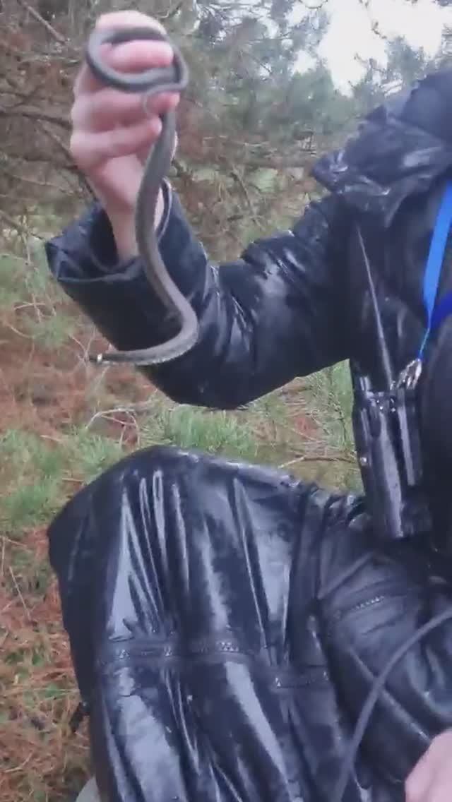 ЧТО творится в ПРИРОДЕ, Зима и змеи не спят смотреть онлайн